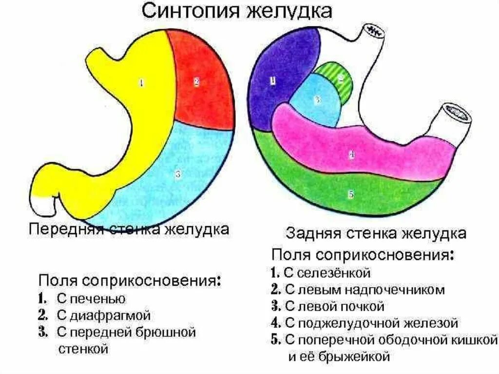 Задняя стенка желудка схема. Печень желудок топография синтопия. Синтопия желудка задняя стенка. Схема синтопии желудка. Области жкт