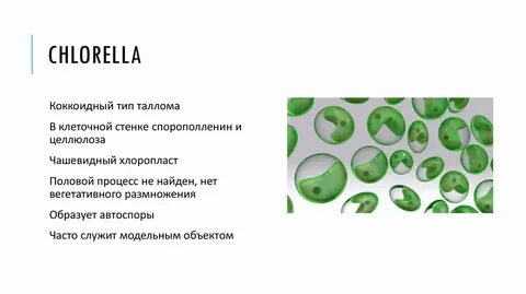 К каким систематическим группам относится хлорелла