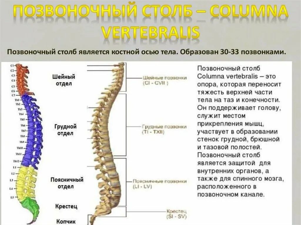 Определение принадлежности какого хребта. Позвоночник человека строение по отделам. Позвонки человека анатомия по отделам позвоночника. Строение позвоночника человека таблица отделы. Позвоночный столб строение и функции позвонков.