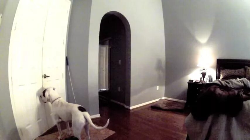 Видео скрытой камерой природ. Скрытая съемка в квартире. Скрытое видеонаблюдение в квартире за женой. Скрытые камеры в спальные.