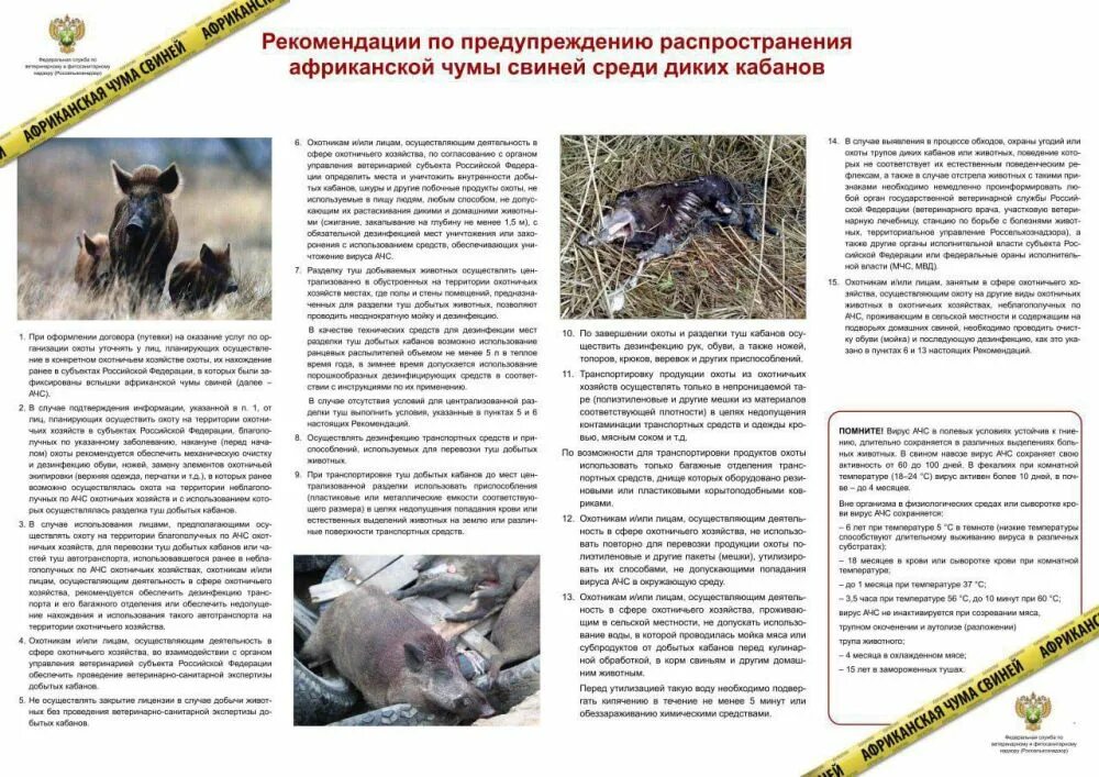 Памятки по африканской чуме. Пути распространения ачс. Африканская чума профилактика. Африканская чума свиней памятка. Африканская чума профилактика.