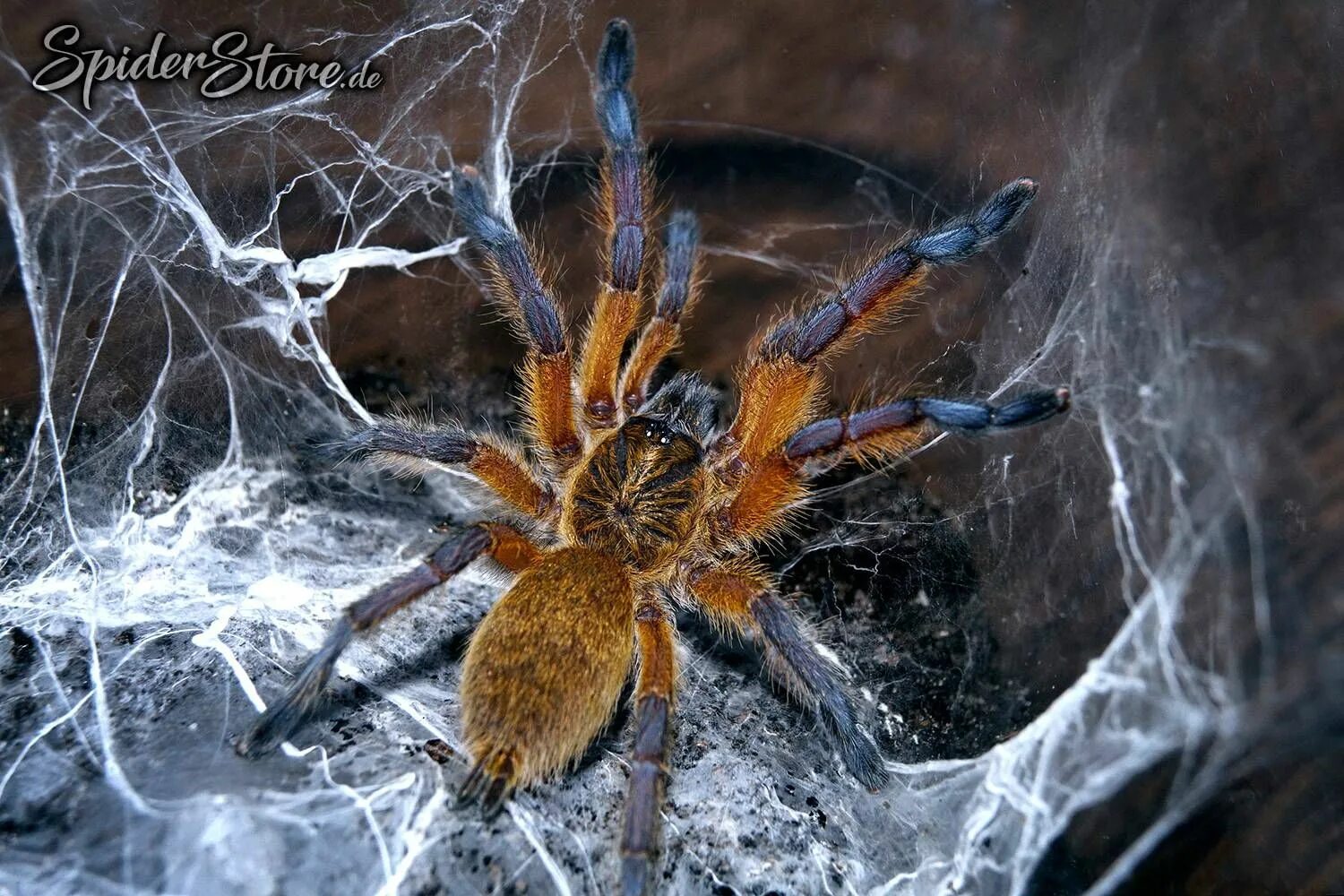 Пауки рептилии. Harpactira pulchripes.