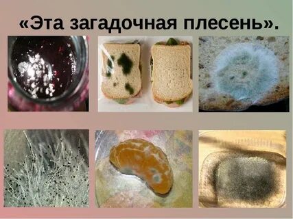 Плесень на хлебе название