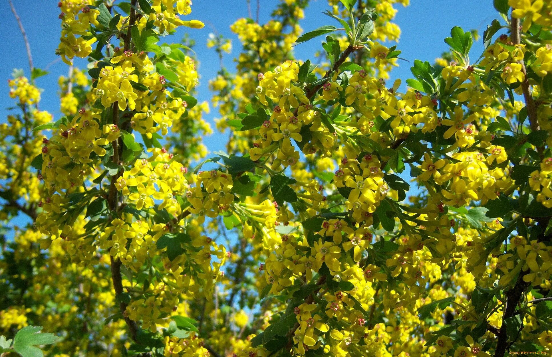 Цветущая йошта. Смородина золотистая (ribes Aureum). Смородина золотистая Алтаргана. Смородина кусты желтые цветение.