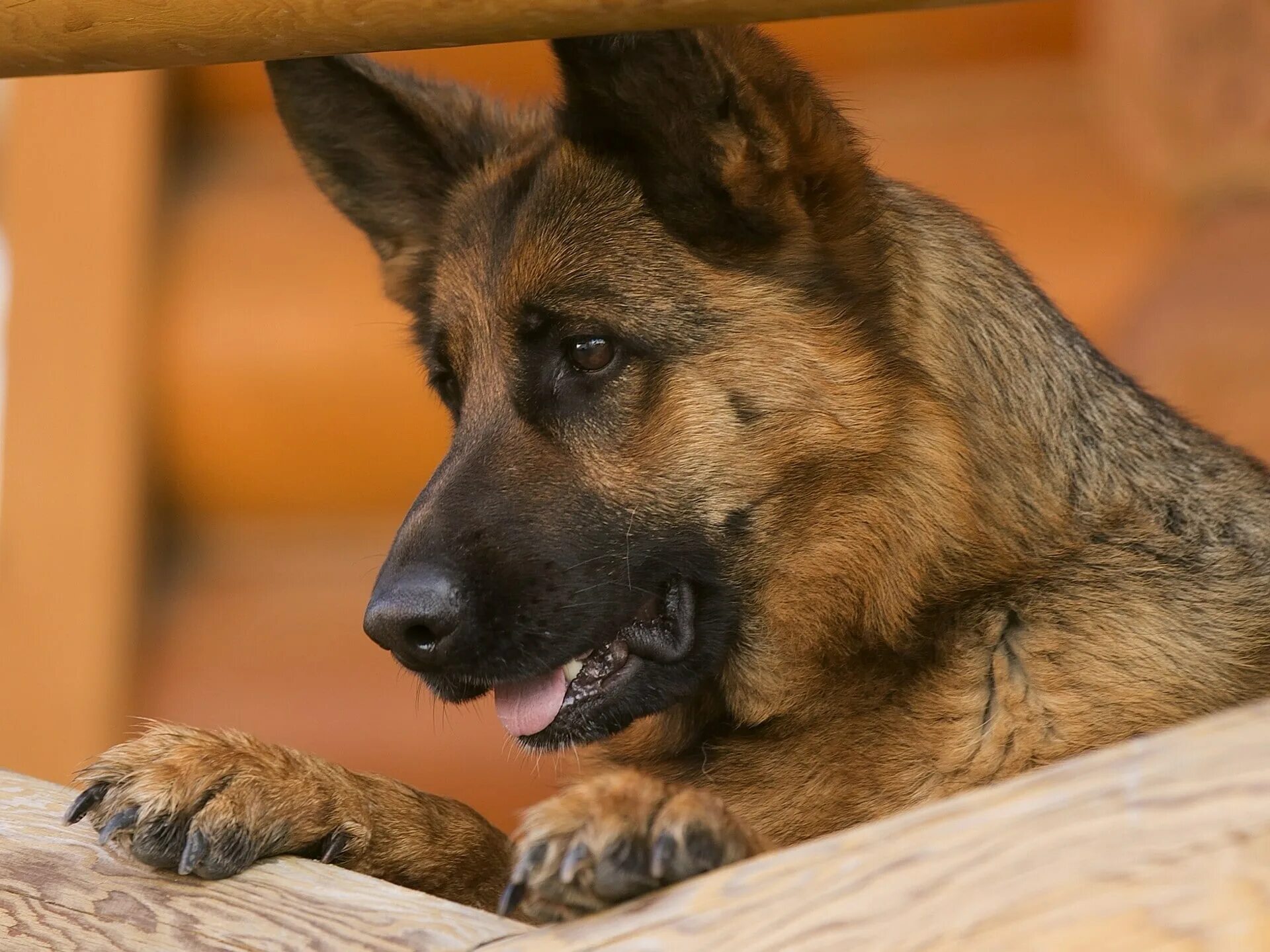 3 animals dogs. Породы собак немецкая овчарка. Баварская овчарка Shepherd. Немецкая сторожевая овчарка. Немецкая овчарка Шеферд Мухтар.