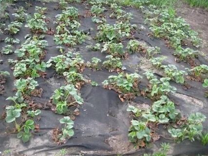 На двух грядках 52 куста клубники