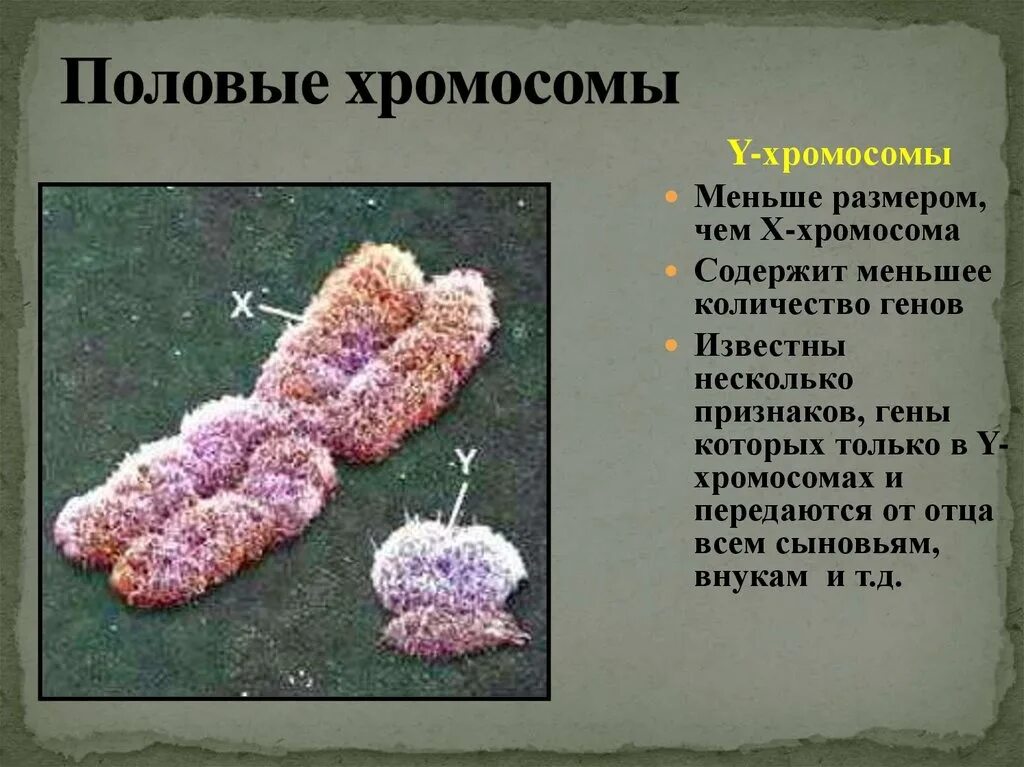Сколько половых хромосом содержит человек. Половые хромосомы. половые хромосомы гены. строение половых хромосом у человека.