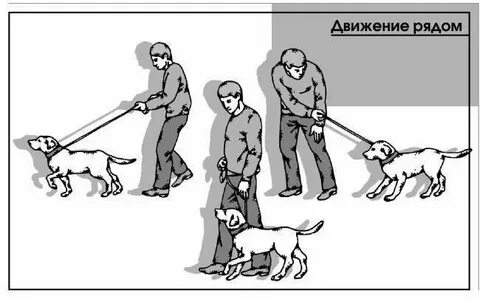 Row команда