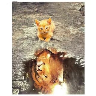 Котенок доверяет