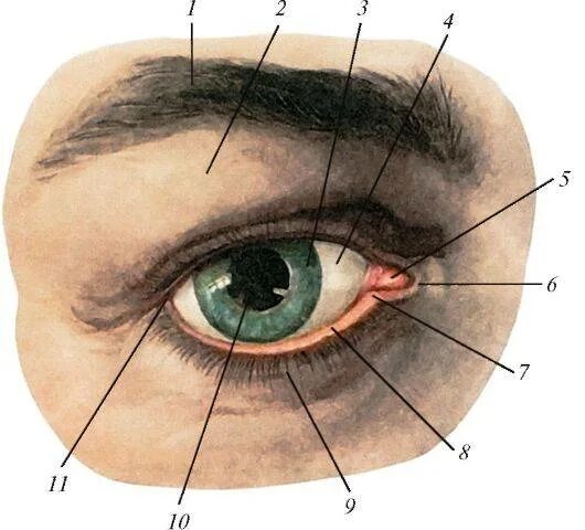 Сверху и снизу глаза. Строение глаза веко. Слезные железы конъюнктивы анатомия.