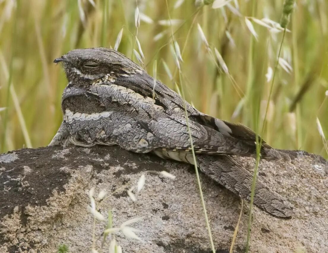 Козодой почему так называется. Козодой обыкновенный. козодой (caprimulgus europaeus). ямайский малый козодой. ушастый козодой.