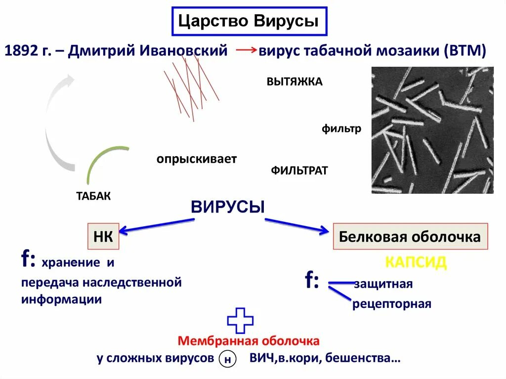 Бактерии и вирусы 5 класс биология презентация. Царство вирусы. Царство вирусов классификация. Представители царства вирусов. Царство бактерий и вирусов.