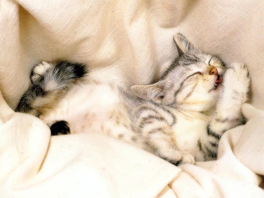 Как уложить котенка спать