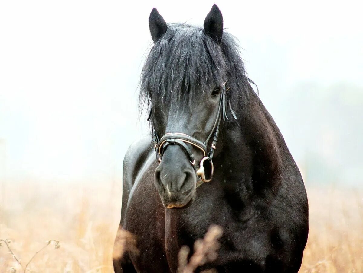 Черный конь песня. Вороная масть лошади. Вороная иссиня-черная. Белорусский упряжной вороной. Вороная лошадь.