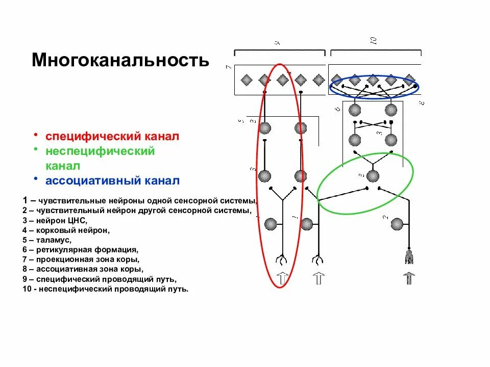 К принципам организации сенсорных систем можно отнести. Взаимодействие сенсорных систем физиология схема. общие принципы строения сенсорных систем физиология. многослойность сенсорной системы. отделы сенсорной системы физиология.