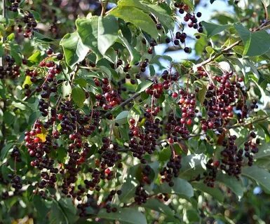 Красная черемуха что можно приготовить