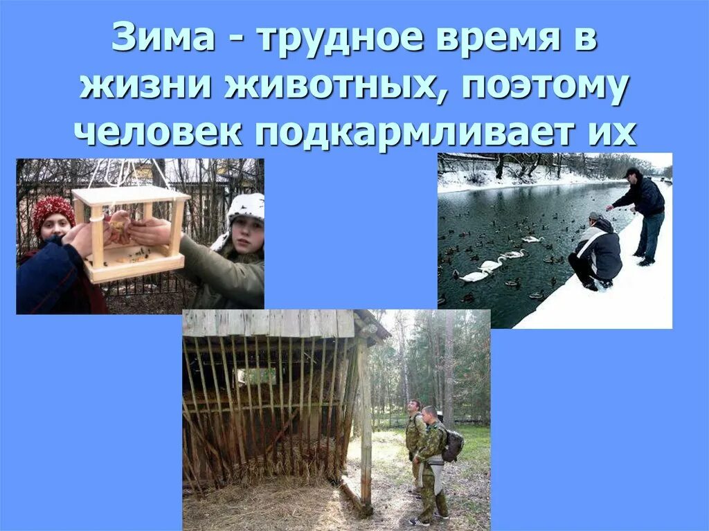 Помощь животным в зимнее время 2 класс. Как помочь животным в зимнее время. как помочь животным зимой 2 класс. как люди помогают животным зимой. доклад как помочь животным зимой.