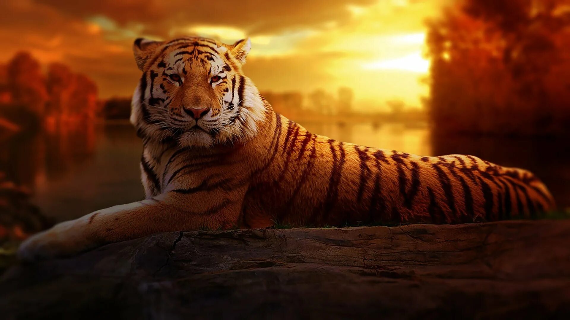 Тигр. Красивый тигр. Тигр фон. Тигр на рабочий стол.