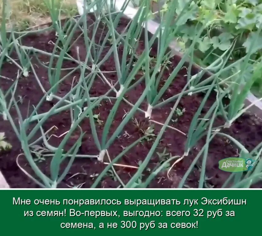 Как садить рассаду эксибишен. Лук эксибишен севок. лук эксибишен рассада.