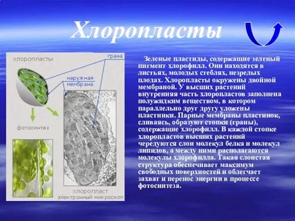 Хлоропласты содержат пигмент хлорофилл