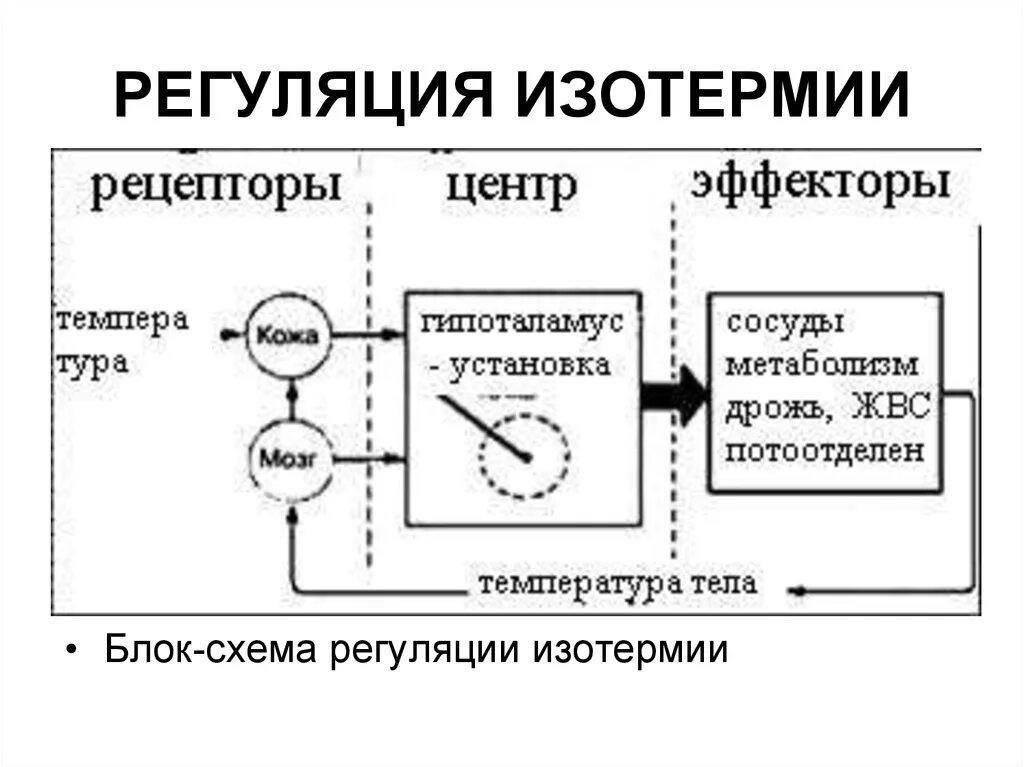 Схема терморегуляции физиология. Блок схема регуляции изотермии. Механизм терморегуляции схема. Механизмы поддержания изотермии.