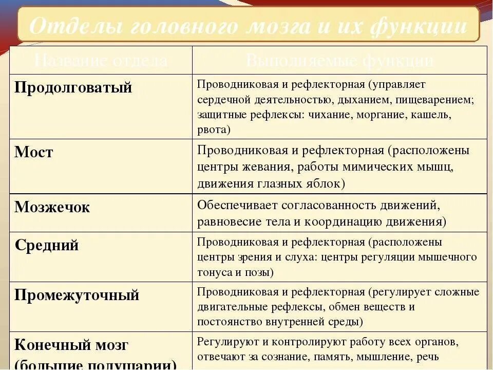 Таблица отделы головного мозга строение и функции. Функции отделов мозга таблица. строение головного мозга отделы и функции отделов таблица. таблица по биологии строение и функции головного мозга. таблица отделы головного мозга и их функции и строение.
