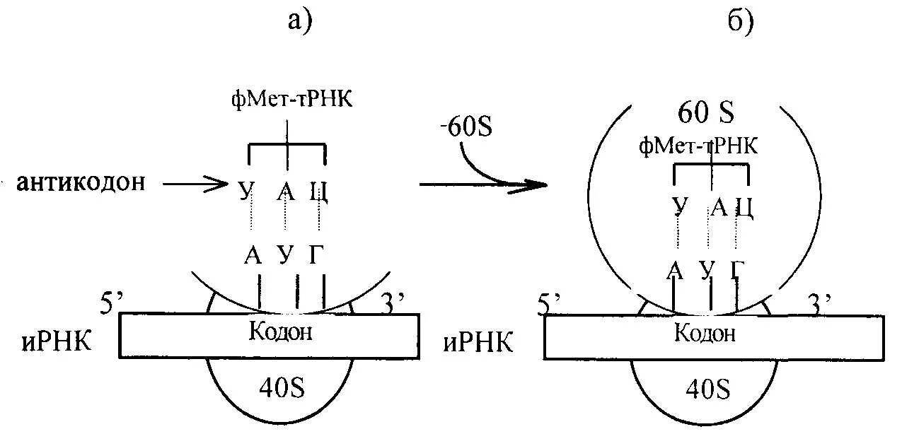 Связь кодона и антикодона. Взаимодействие аминокислота трнк кодон антикодон. Антикржоны антипараллельны кожонам. Принципы кодон-антикодонового взаимодействия. Связь кодона и антикодона.