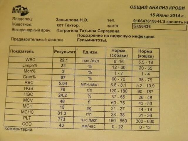 Общий белок у собаки. Биохимический анализ крови собаки расшифровка результатов таблица. Показатели анализа крови у собак расшифровка норма. Показатели биохимии крови собак с расшифровкой. Анализы крови биохимия норма у собак таблица.