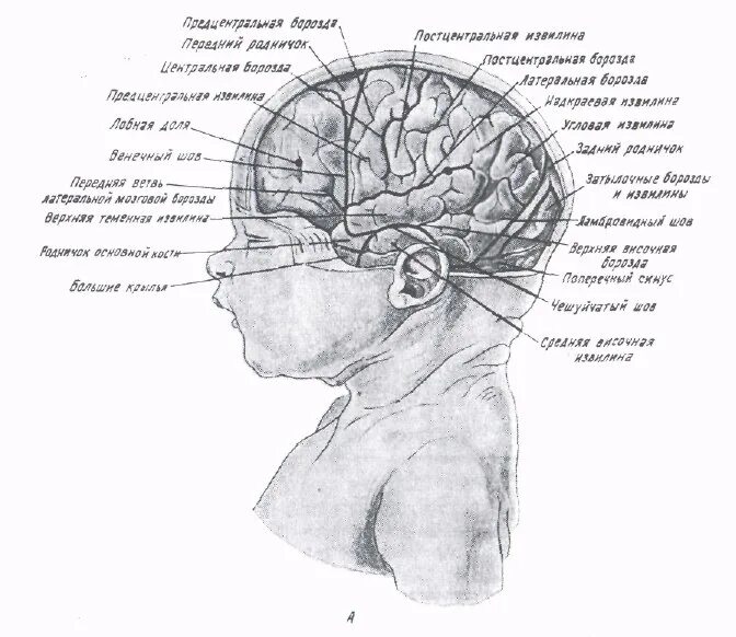 Строение мозга у младенца. Строение головного мозга для детей. Анатомия головного мозга ребенка.