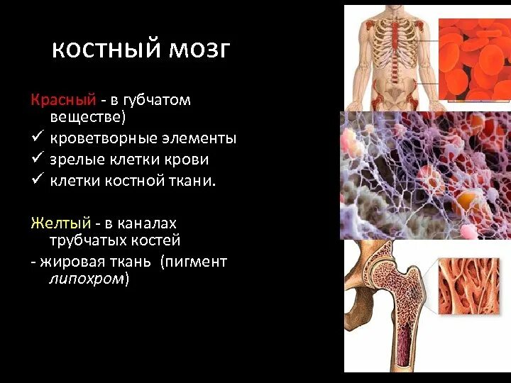 Красный мозг костей. Красный костный мозг жировая ткань. Желтый костный мозг локализован. Красный костный мозг и желтый костный мозг. Расположение желтого костного мозга.