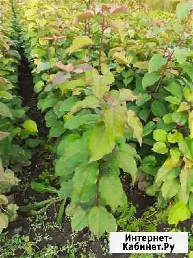 Яблоня ягодная malus baccata. Райские яблочки ранетки. Яблоня кубанское багряное. Саженцы шушенское. Плодопитомник сад.