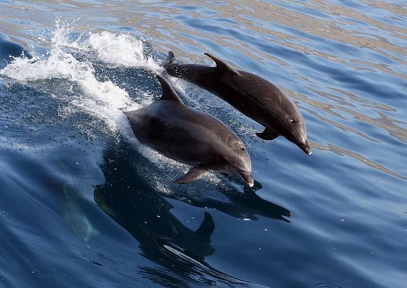Дельфин афалина в черном море. Дельфины черного моря. Белобочка и афалина. Три вида дельфинов в черном море. Черноморская афалина.