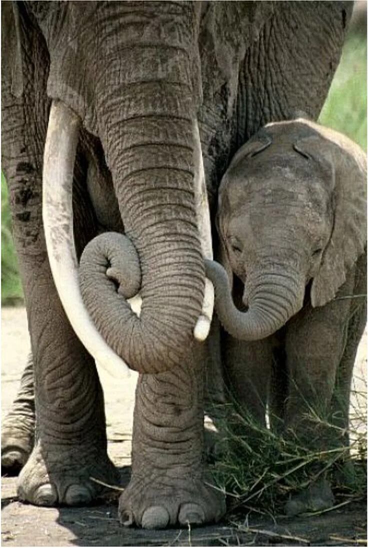 Father elephant. Слоненок. Слоник детеныш. Живые слоники детёныша. Elephant Love.