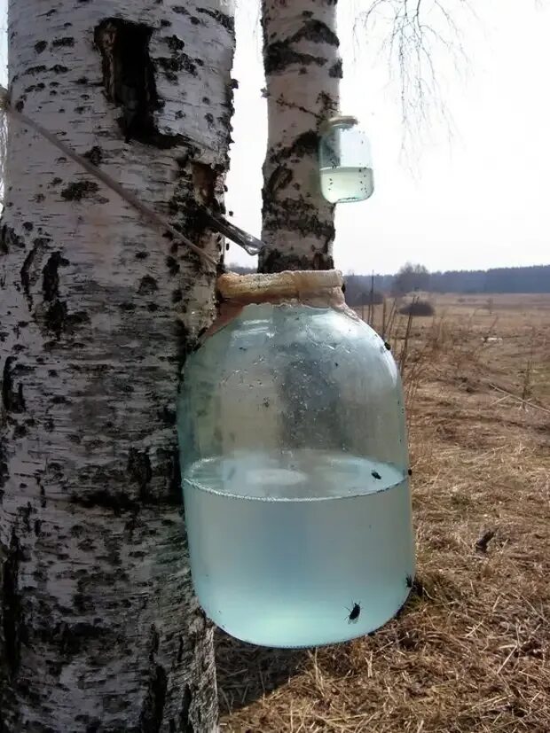 Березовый сок хранение. Берёзовый сок. Добыча березового сока. Сборка березового сока. Собрать березовый сок.