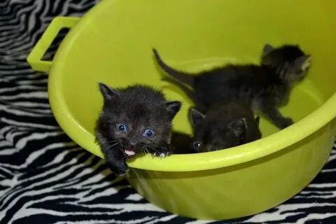 Про котенка малышам