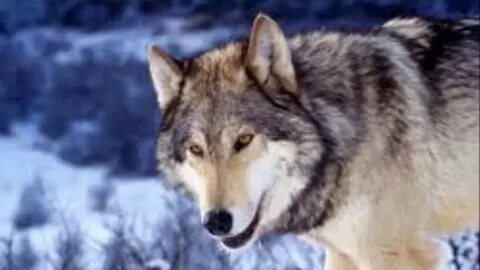 Full wolf