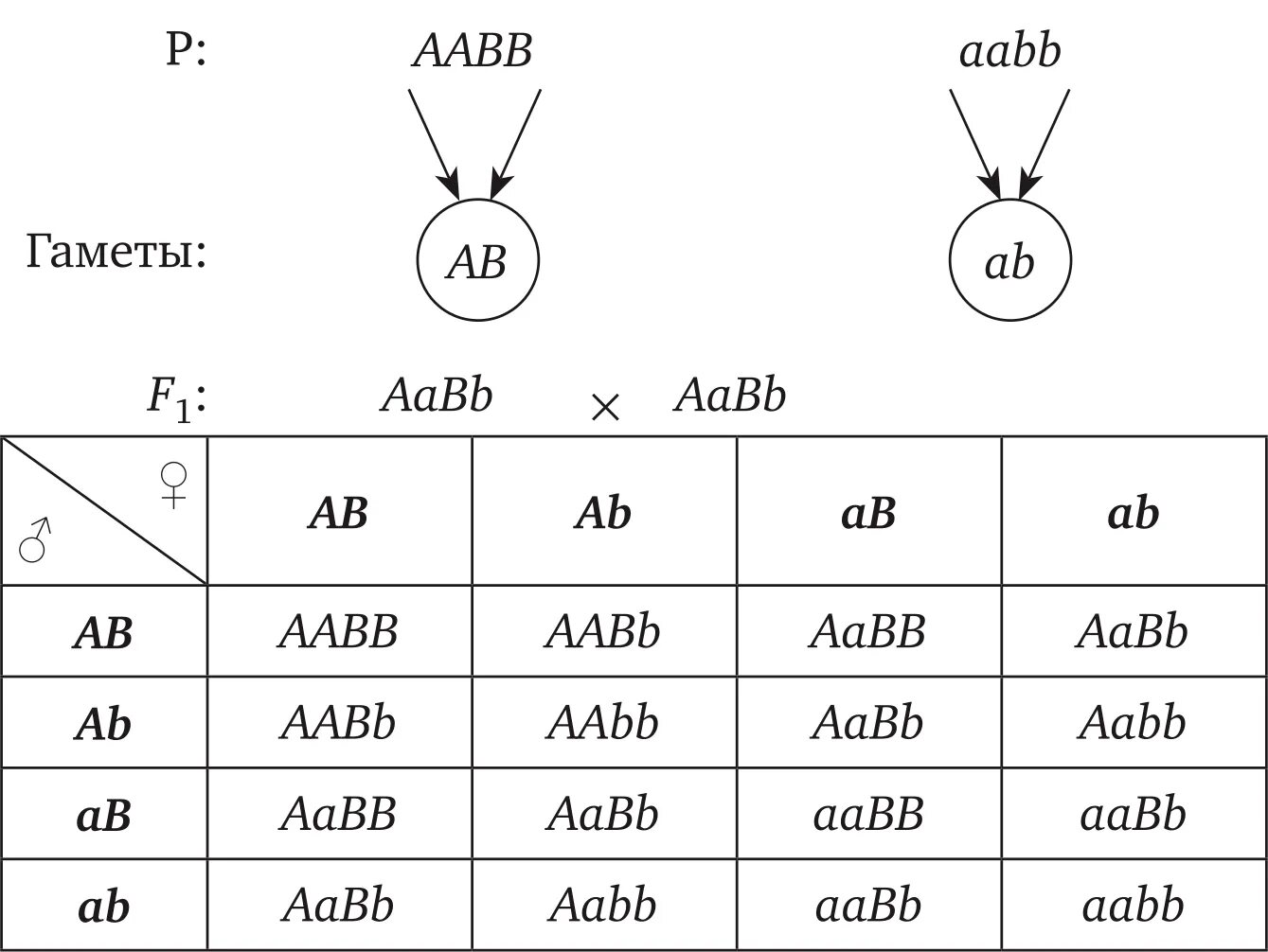 Aabb aabb соотношение генотипов. Решетка Пеннета для дигибридного скрещивания. Схема дигибридного скрещивания. Гаметы при полигибридном скрещивании. Полигибридное скрещивание схема.