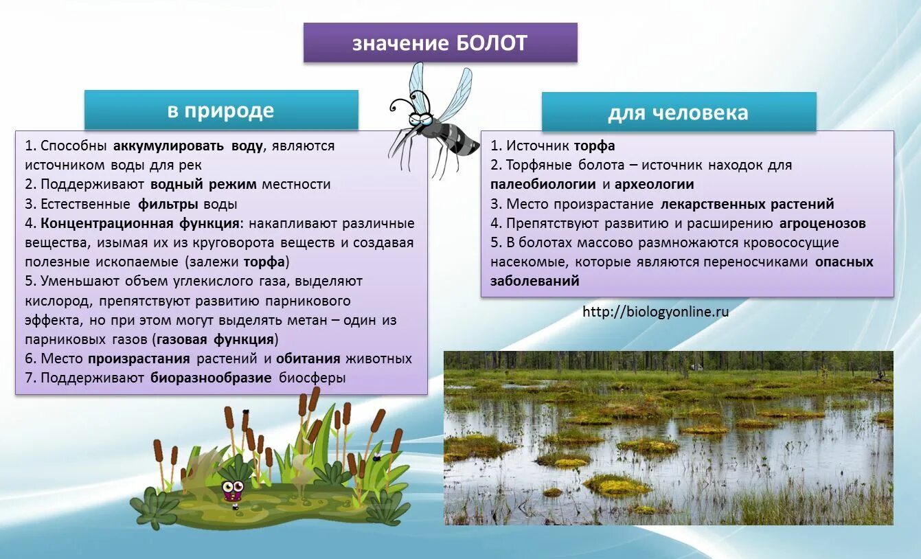 В природном сообществе растения обычно выполняют функцию. Значение болота в природе. Экологическая роль болот. Роль болота в природе и жизни человека. Значение болот в природе.