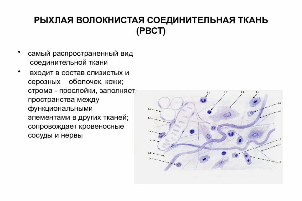 Рыхлая соединительная ткань гистология. Рыхлая волокнистая соед ткань. строение рыхлой волокнистой соединительной ткани рисунок. рыхлая волокнистая соединительная ткань классификация. гистологическое строение рыхлой соединительной ткани.