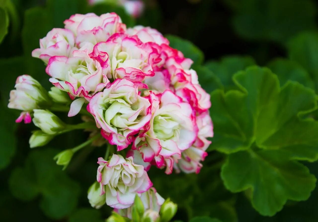 Герань розочками. Пеларгония Appleblossom Rosebud. Пеларгония Эппл блоссом. Пеларгония розебудная белая. Пеларгония розебудная махровая.