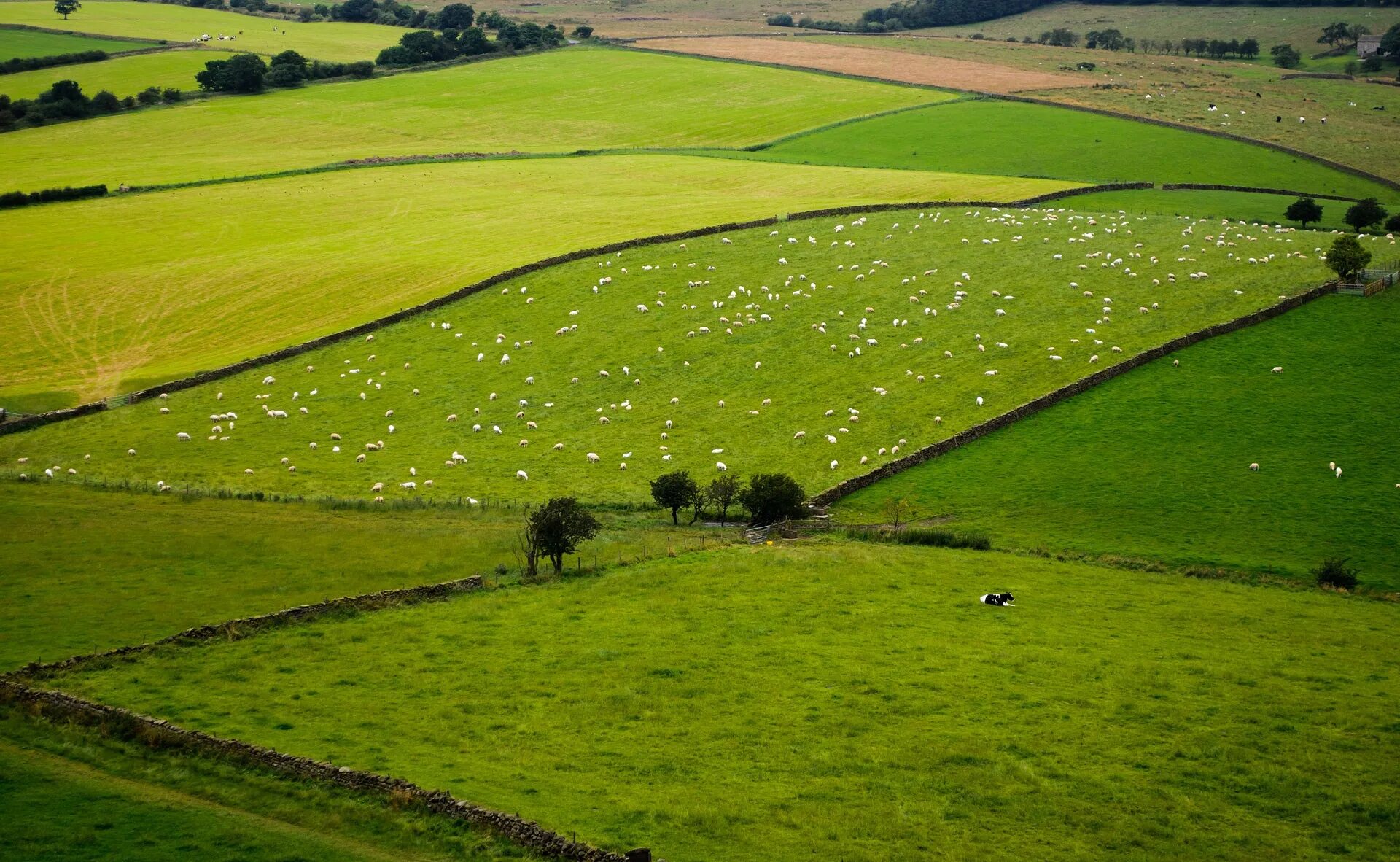 Main fields. Поля Англии Йоркшир. Green Hill зеленый холм в Англии. Холмистые равнины Великобритании. Долина Англия поле.