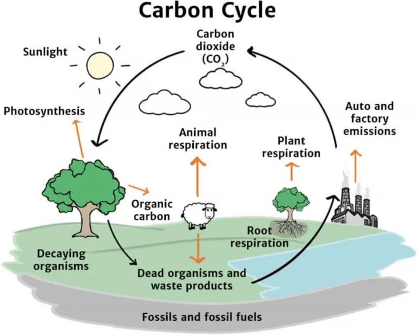 Carbon Cycle. Геохимический цикл углерода. Carbon Cycle in nature. Carbon Cycle diagram.