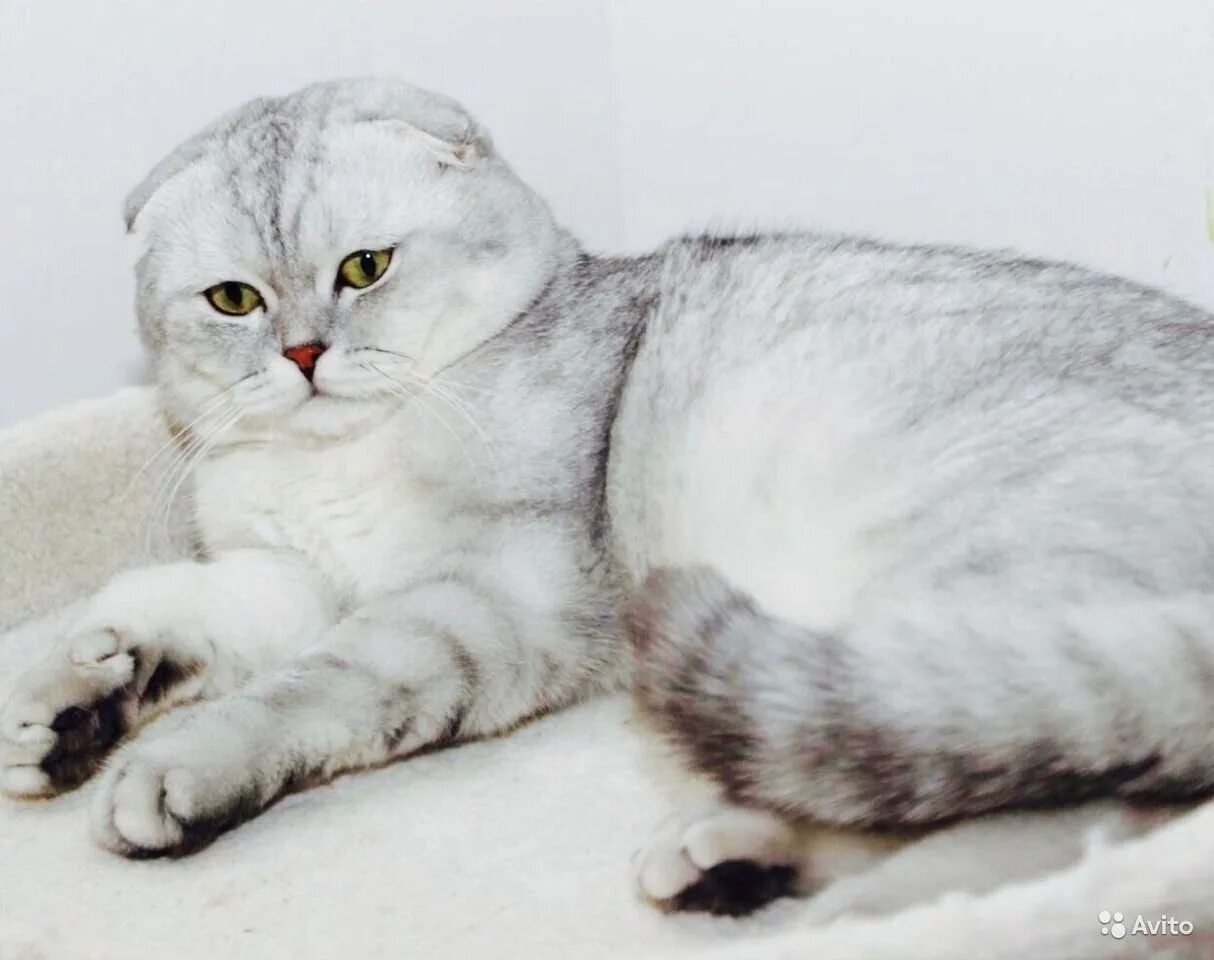 Вислоухая кошка фото цена Кот породы вислоухий картинки и фото