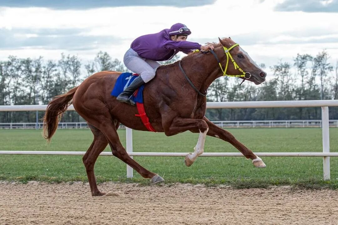 Скачок совершенный. Безумный человек и расчеты. Красивые лошади на дерби. Grand national horse race (гонки на лошадях). Через что прыгают спортсмены.