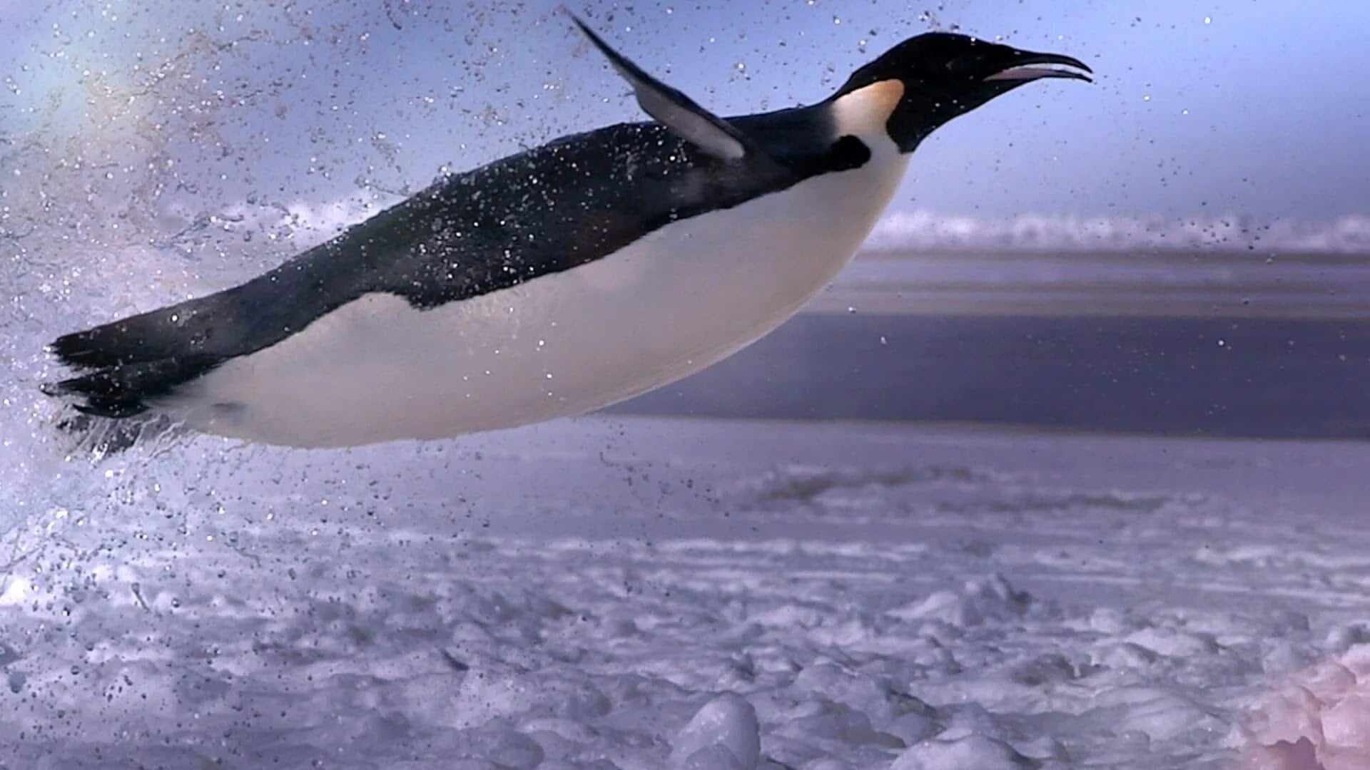 Летающий пингвин. Пингвин летит. Летающий пингвин. Пингвин в полете. Пингвины не летают.