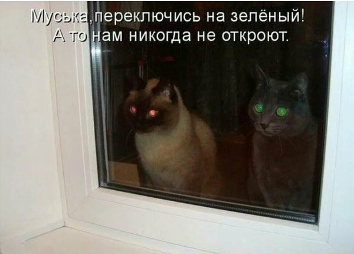 Включи фотографию котов. Коты ржака с надписями. Коты приколы с надписями. Смешные коты с надписями. Смешно до слез с надписями.