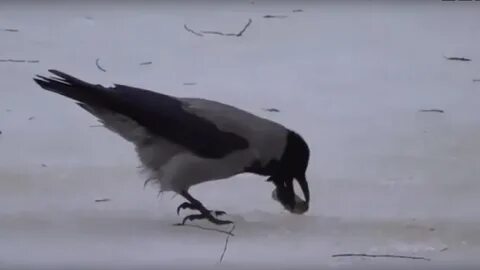 Кому вороны клевали печень