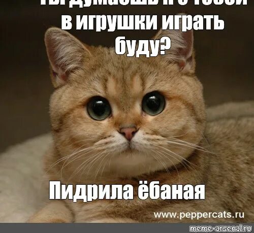 Пушистый пидрила. Пидрила оригинал. Котик пидрила. Кот пидрила. Мем про пидрилу.