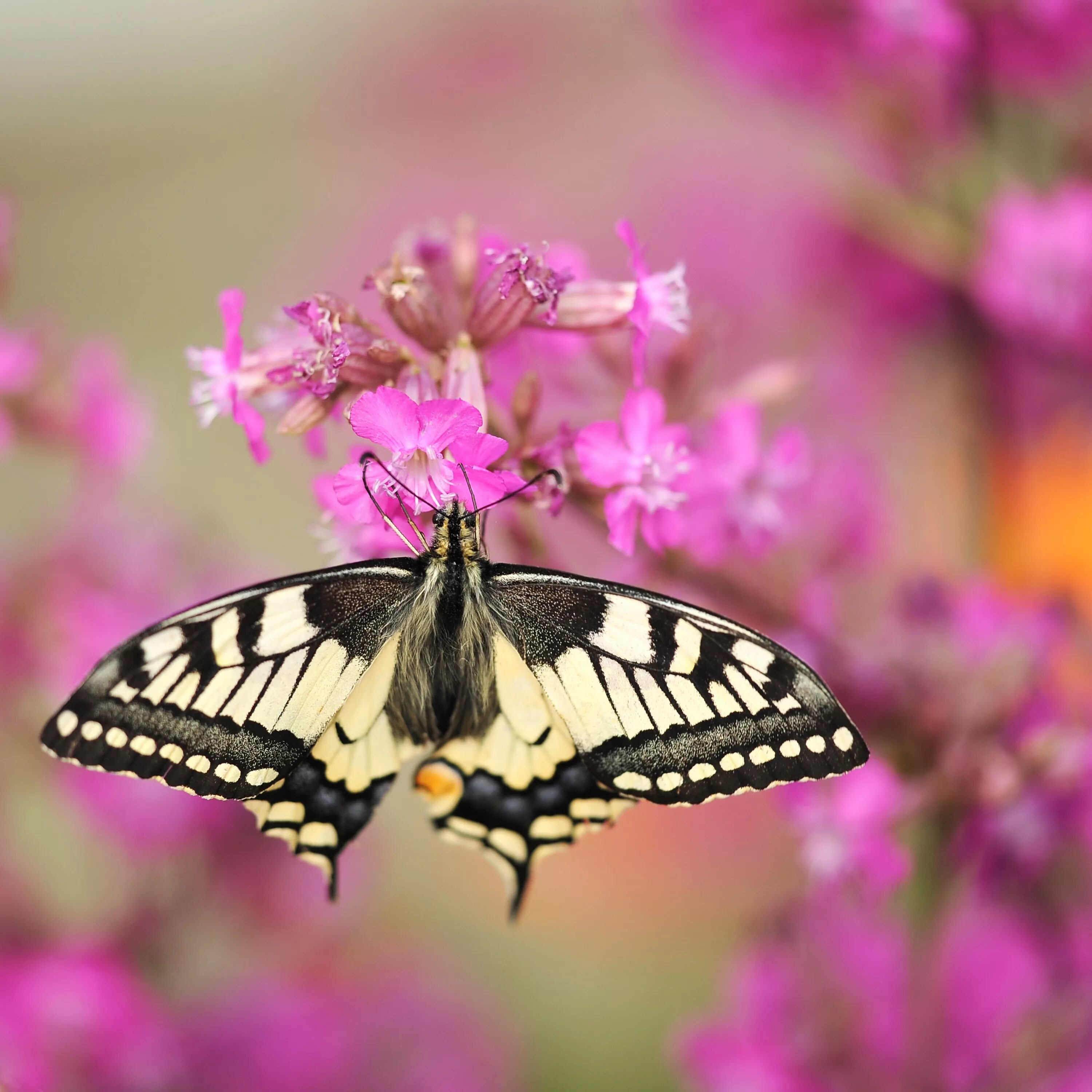 Красивые бабочки. Розовые бабочки. Бабочки розового цвета. Бабочки бело розовые.