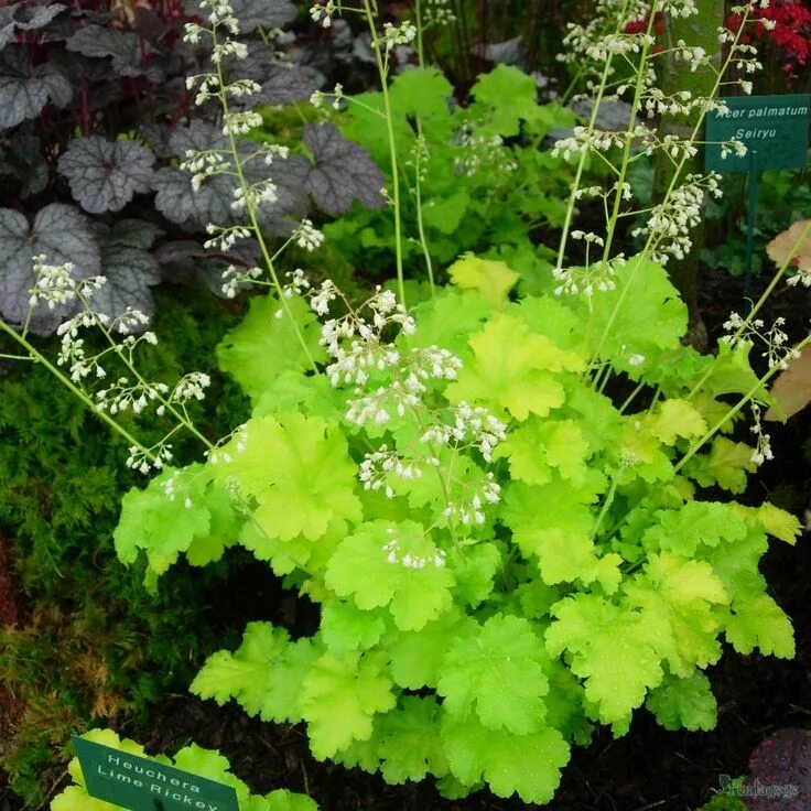 Heuchera 'Lipstick' TERRA NOVA ® Nurseries, Inc.